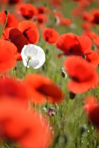 symptothermie authentique, simple et élégante