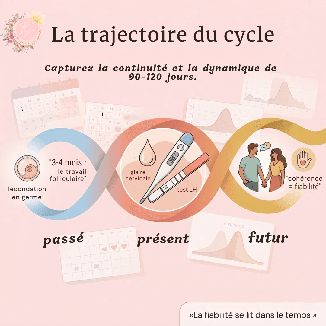 Trajectoire du cycle menstruel en trois étapes : le travail folliculaire passé, l'observation présente des signes de fertilité (glaire cervicale, température, test LH), et la fiabilité de la méthode pour le couple dans le futur.